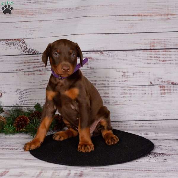 Julia, Doberman Pinscher Puppy